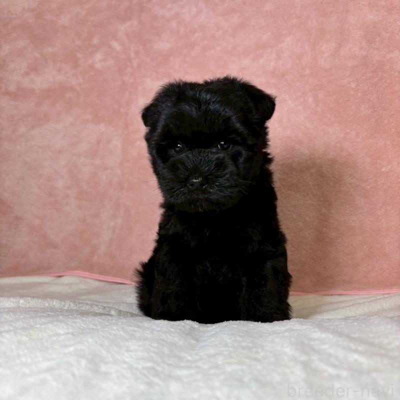 成約済の大阪府のミニチュアシュナウザー-441488の5枚目