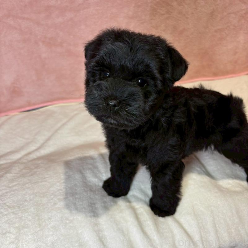 成約済の大阪府のミニチュアシュナウザー-441488の4枚目