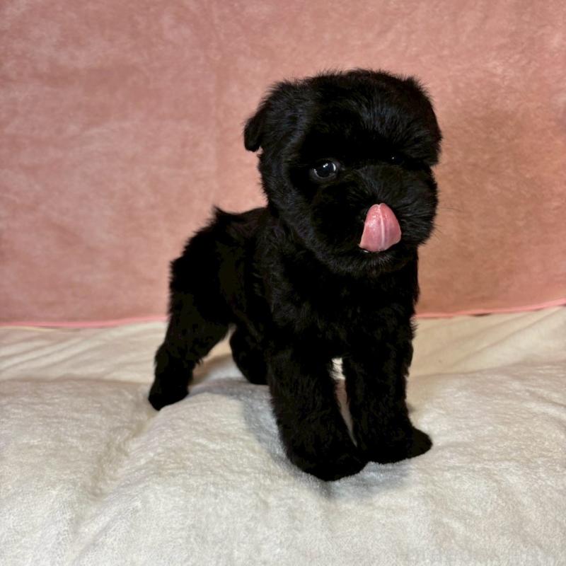 成約済の大阪府のミニチュアシュナウザー-441488の3枚目