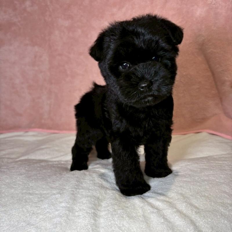 成約済の大阪府のミニチュアシュナウザー-441488の2枚目