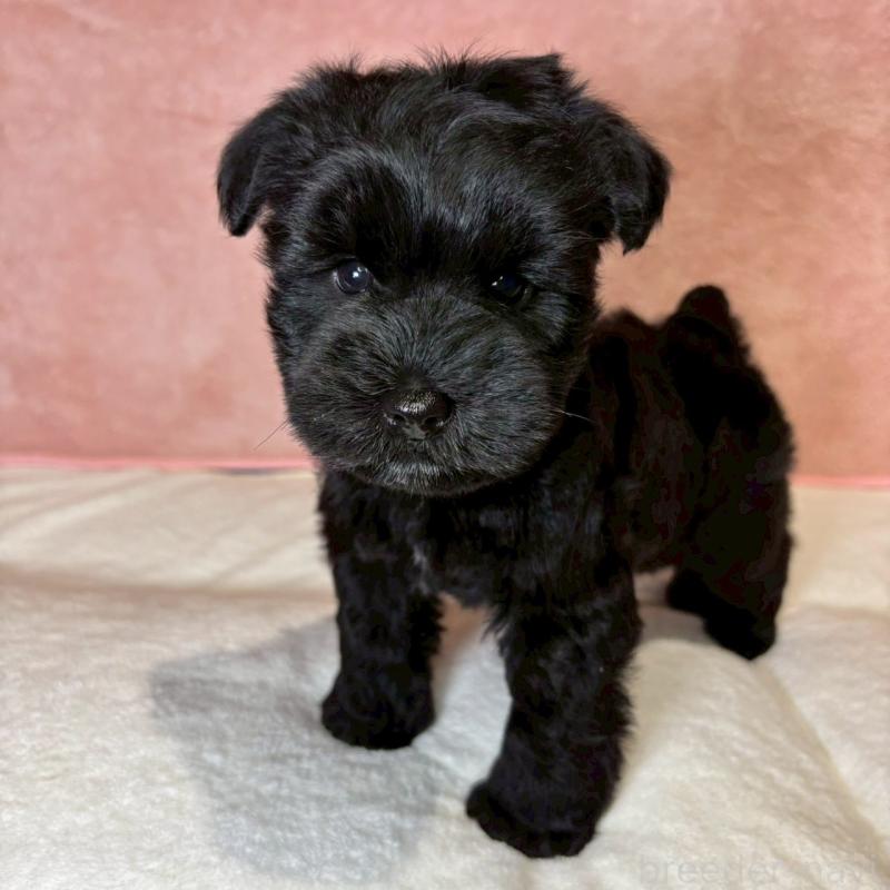 成約済の大阪府のミニチュアシュナウザー-441491の24枚目