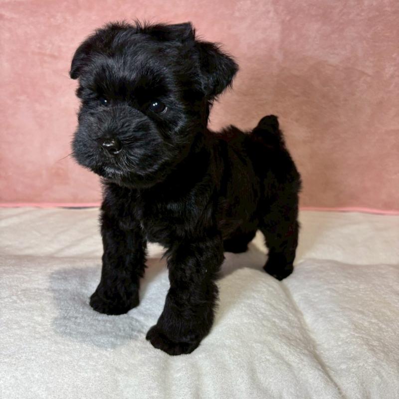 成約済の大阪府のミニチュアシュナウザー-441491の23枚目