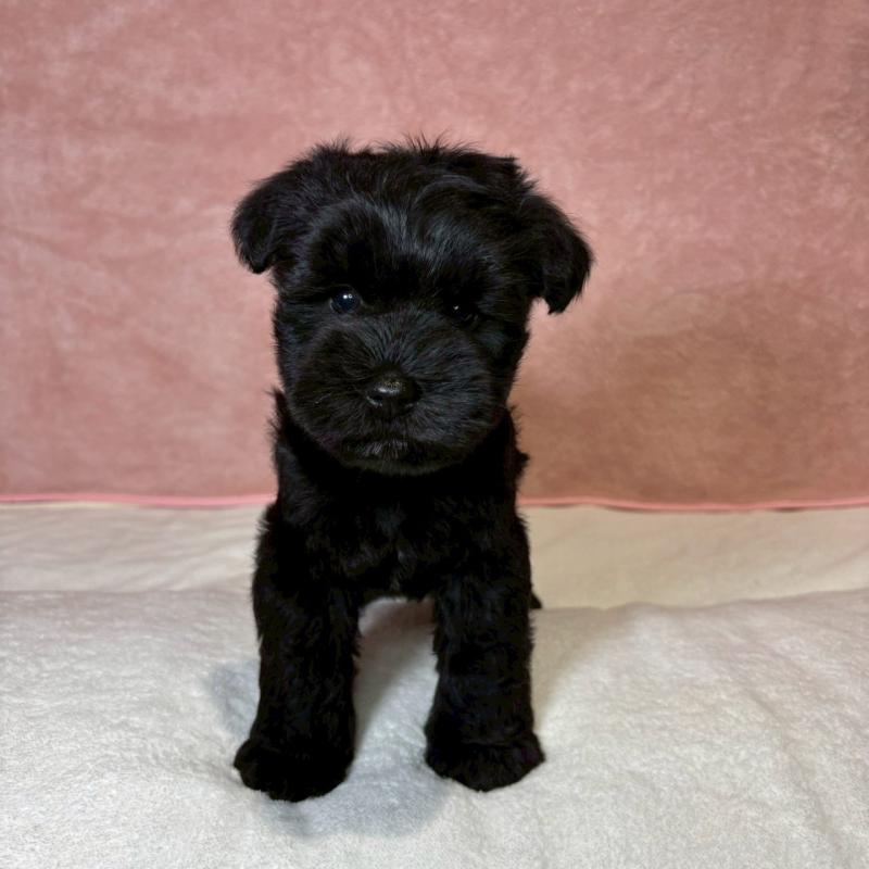 成約済の大阪府のミニチュアシュナウザー-441491の22枚目