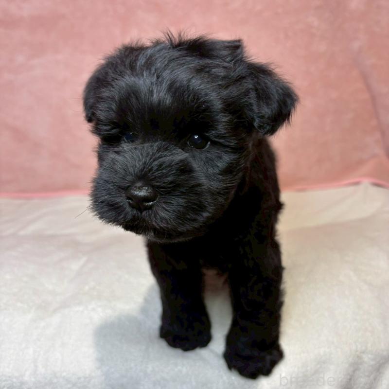 成約済の大阪府のミニチュアシュナウザー-441491の21枚目