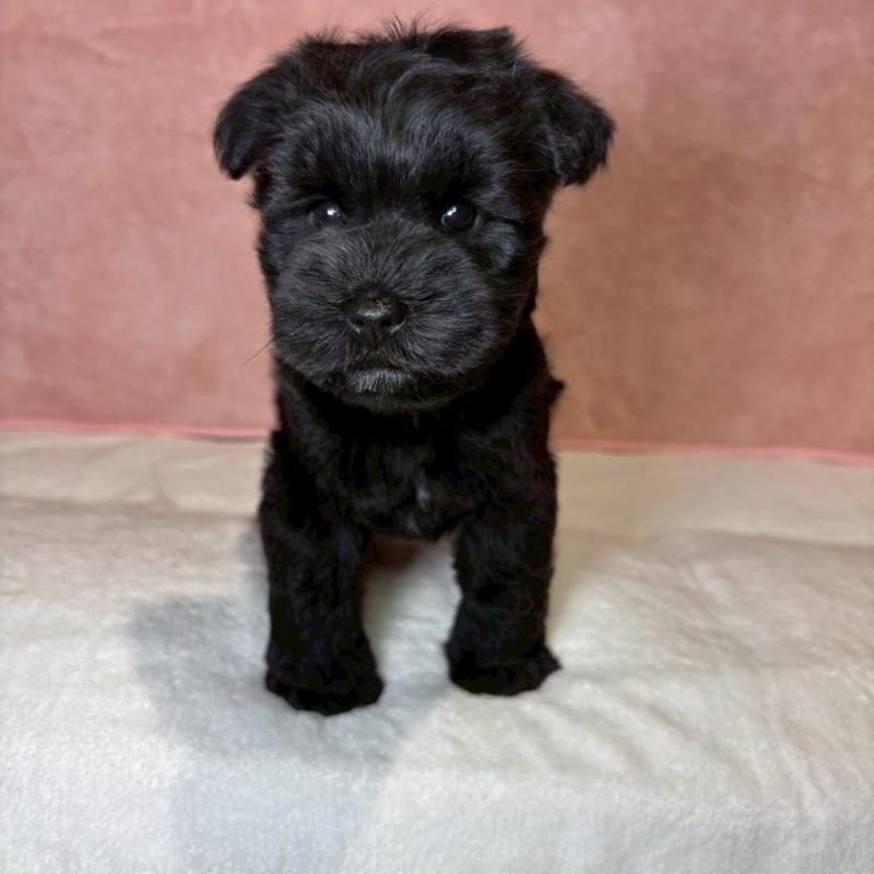 成約済の大阪府のミニチュアシュナウザー-441491の20枚目