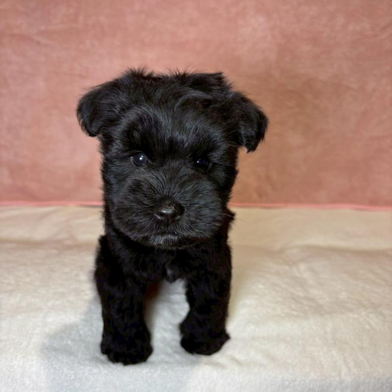 成約済の大阪府のミニチュアシュナウザー-441491の19枚目