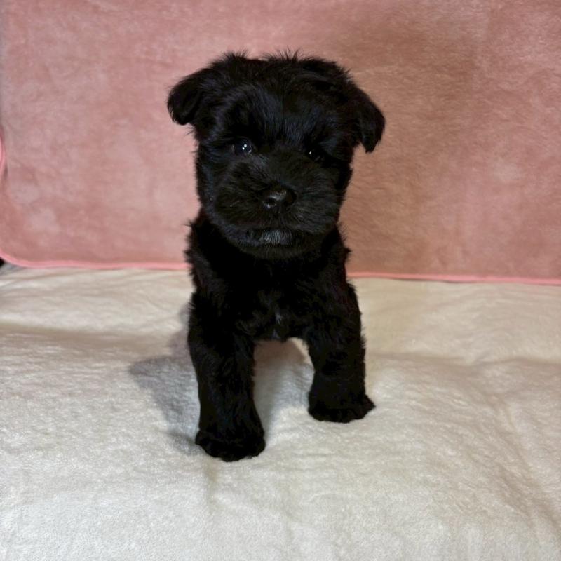 成約済の大阪府のミニチュアシュナウザー-441491の18枚目