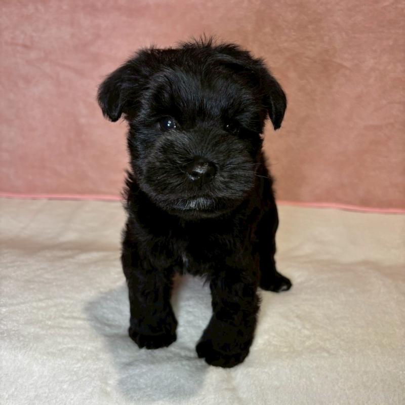 成約済の大阪府のミニチュアシュナウザー-441491の17枚目