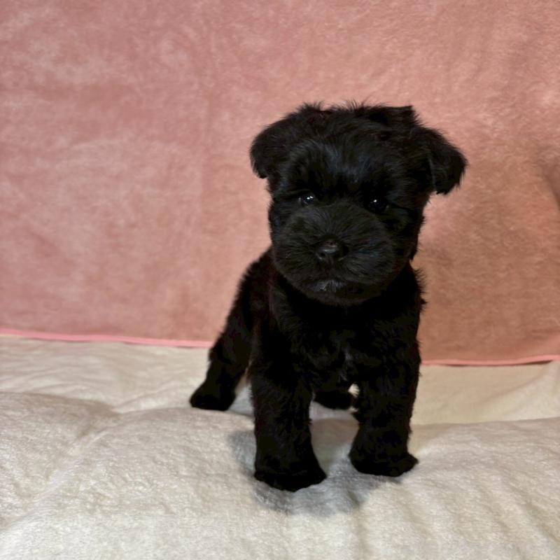 成約済の大阪府のミニチュアシュナウザー-441491の16枚目