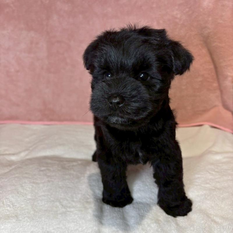 成約済の大阪府のミニチュアシュナウザー-441491の15枚目