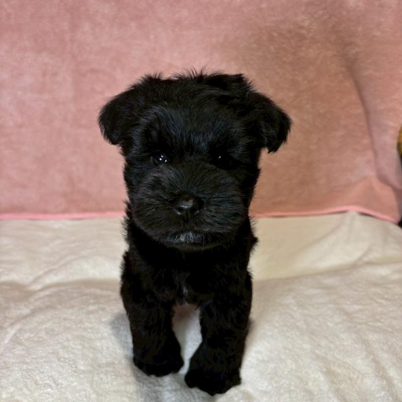 成約済の大阪府のミニチュアシュナウザー-441491の14枚目