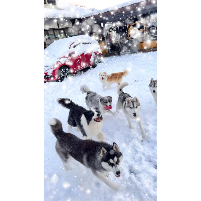 尚洪嬌ブリーダーの詳細