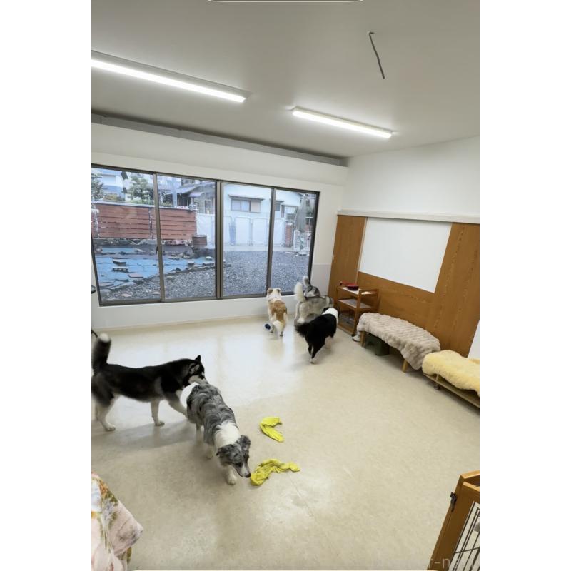 尚洪嬌ブリーダーの詳細