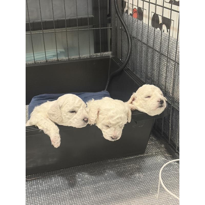 成約済の滋賀県のビションフリーゼ-442620の10枚目