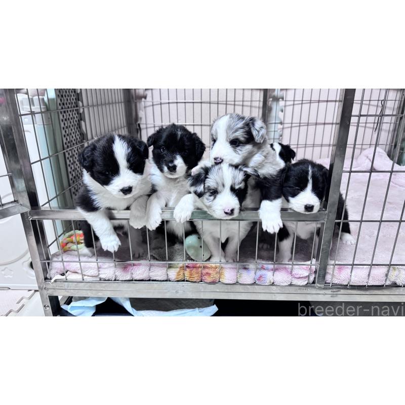 尚洪嬌ブリーダーの詳細