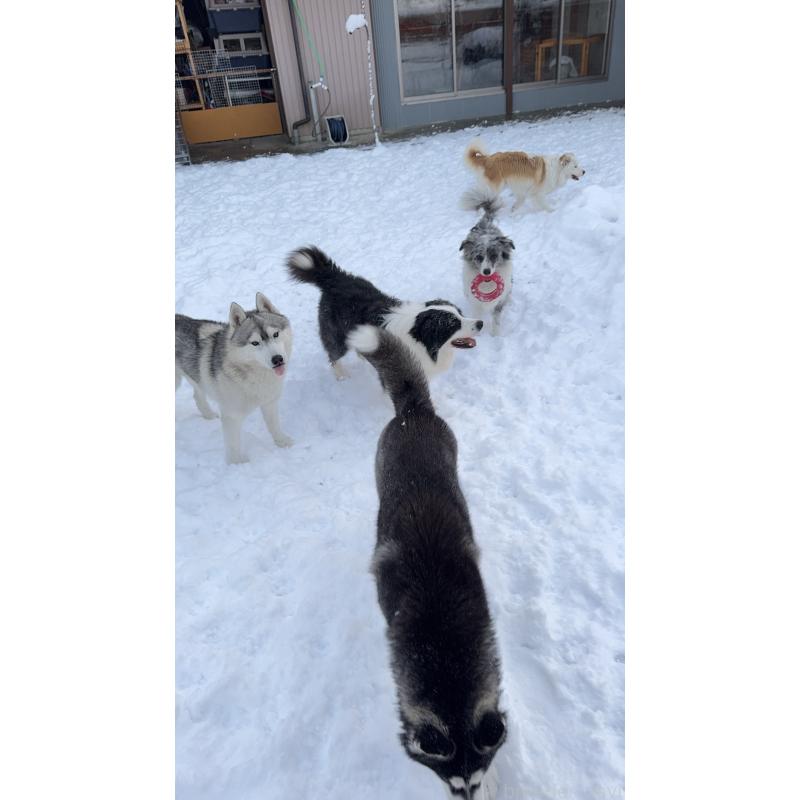 尚洪嬌ブリーダーの詳細