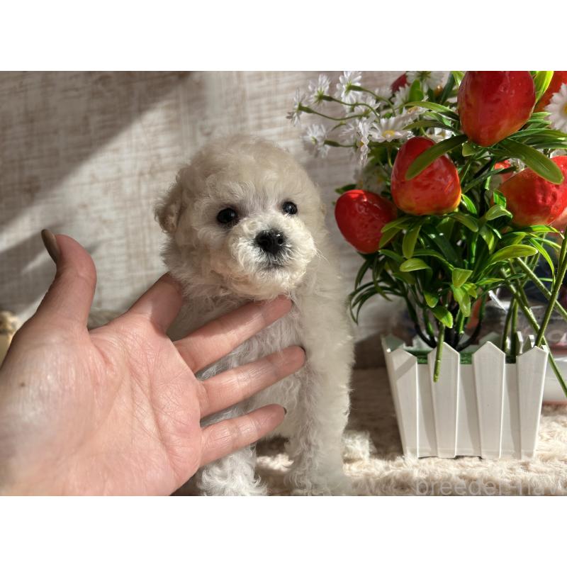 成約済の広島県のトイプードル-441186の4枚目