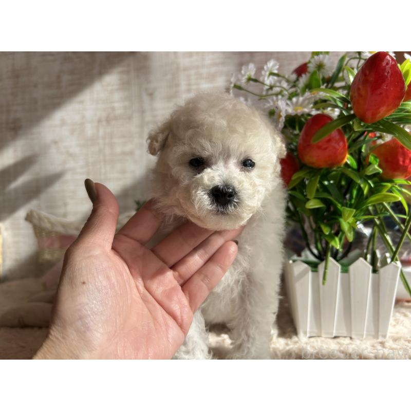 成約済の広島県のトイプードル-441186の3枚目