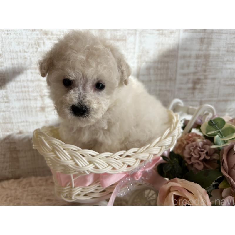 成約済の広島県のトイプードル-441186の2枚目