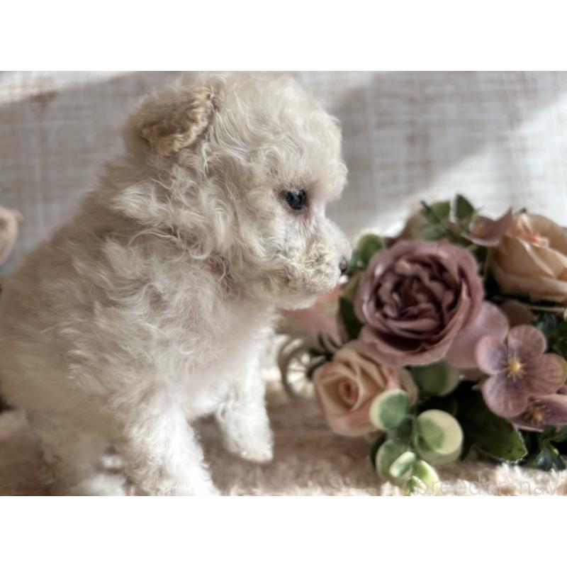 成約済の広島県のタイニープードル-441188の6枚目