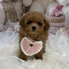 ♀︎ティーカッププードル