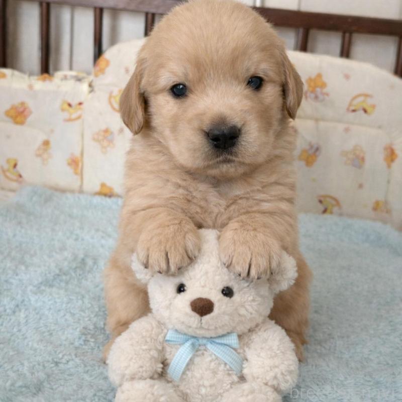 成約済の福岡県のゴールデンレトリーバー-439601の6枚目