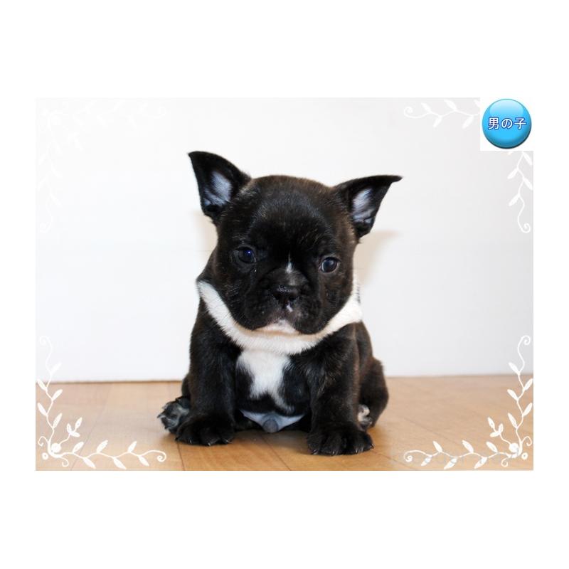 成約済の神奈川県のフレンチブルドッグ-441541の4枚目