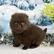 ♀︎ポメラニアン