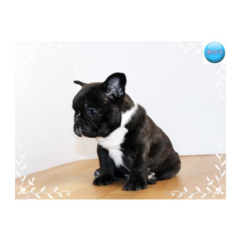 成約済の神奈川県のフレンチブルドッグ-441541の3枚目