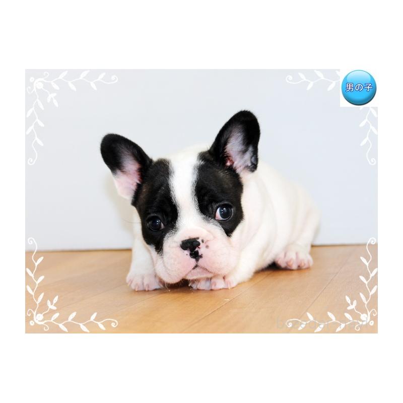 成約済の神奈川県のフレンチブルドッグ-441540の5枚目