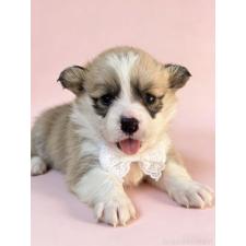 ♀︎ウェルシュコーギーペンブローク