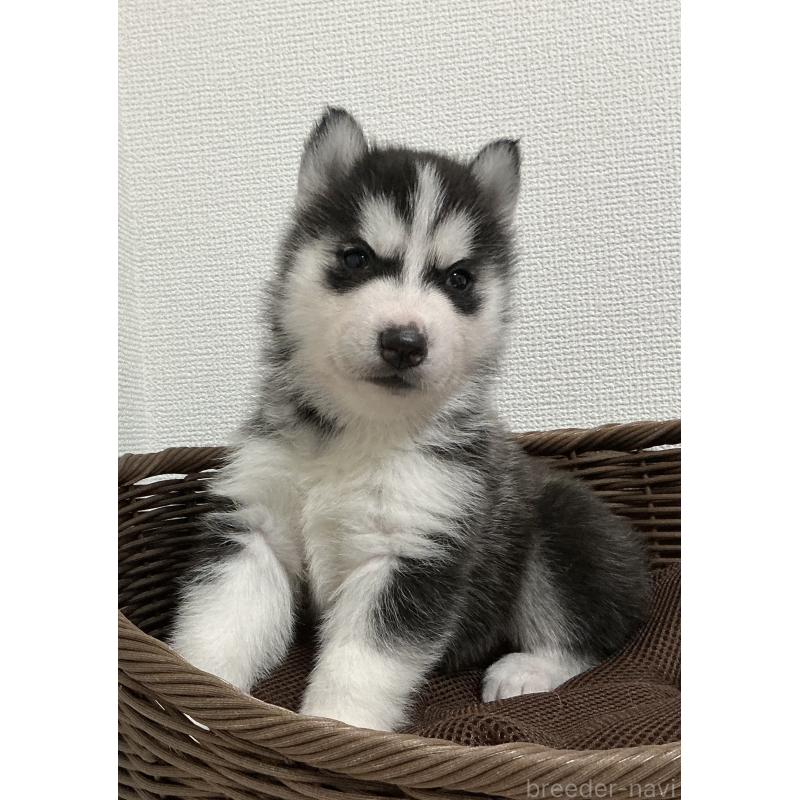 成約済の神奈川県のシベリアンハスキー-441312の8枚目