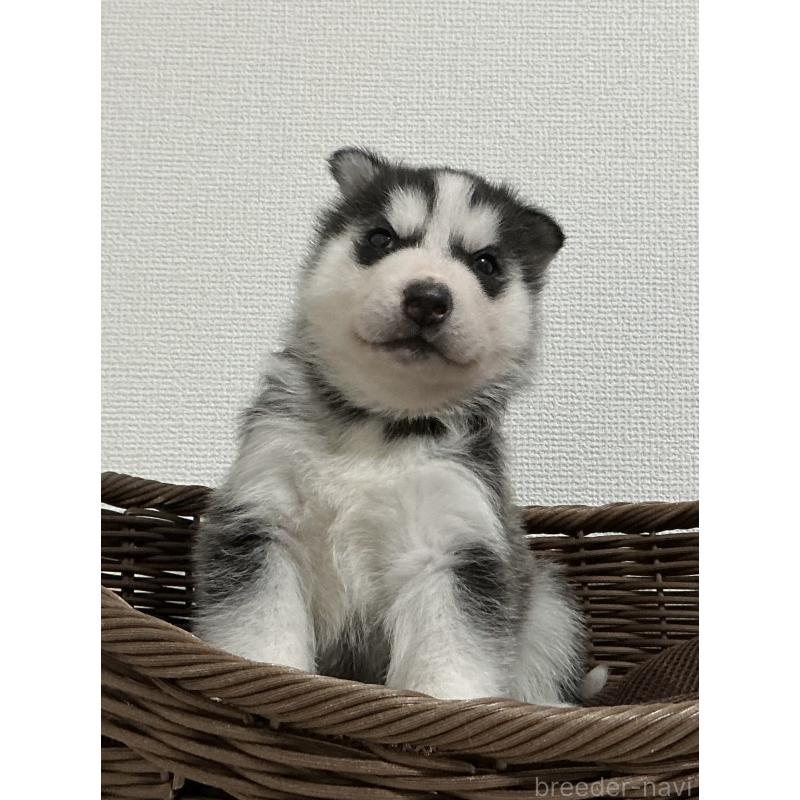 成約済の神奈川県のシベリアンハスキー-441320の7枚目