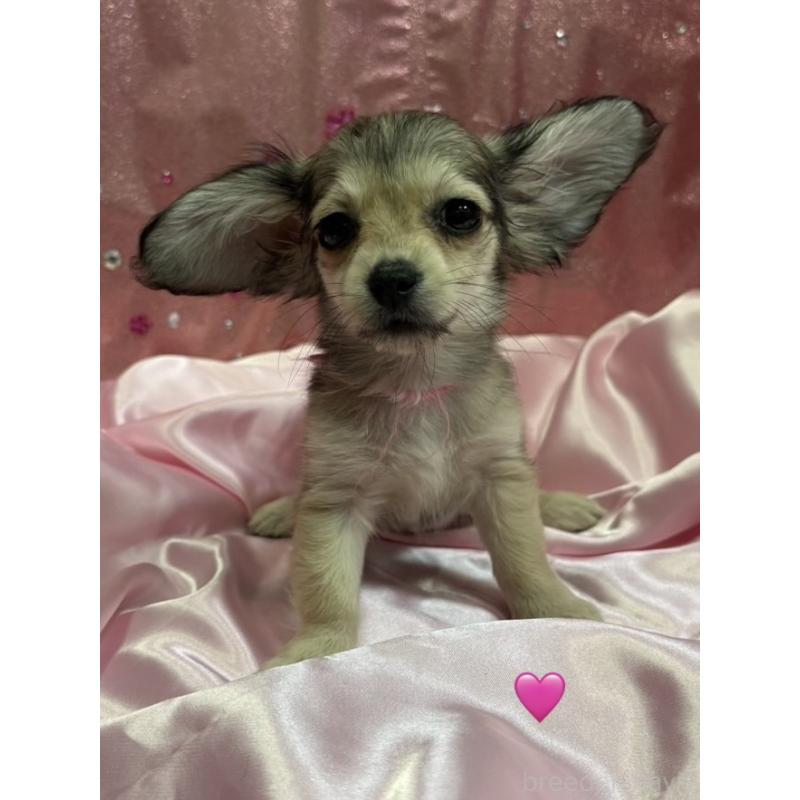 成約済の愛知県のチワックス:チワワ×ミニチュアダックスフンド-430803の2枚目