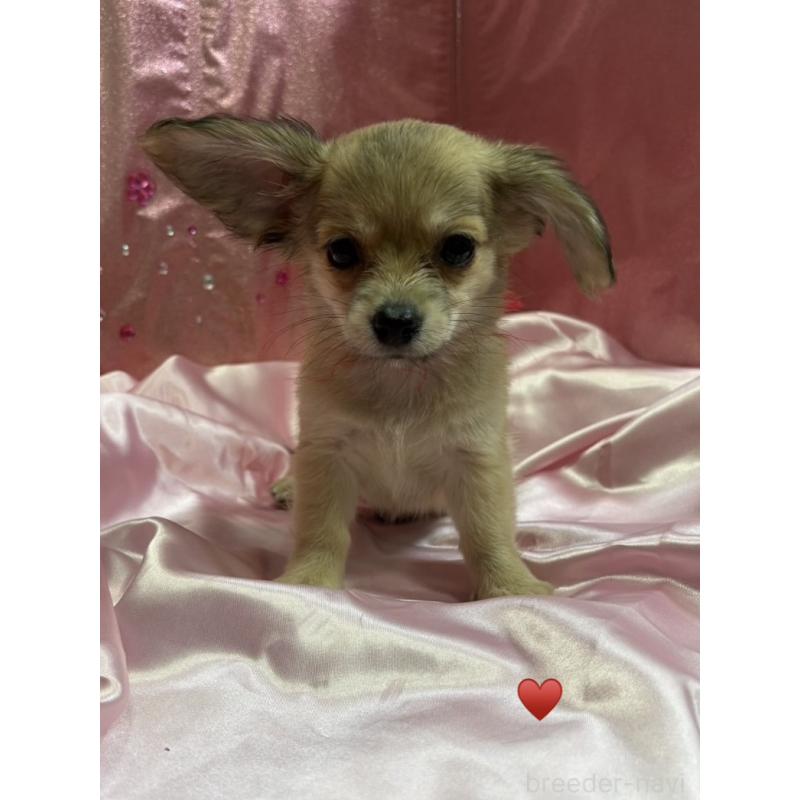 成約済の愛知県のチワックス:チワワ×ミニチュアダックスフンド-430158の7枚目