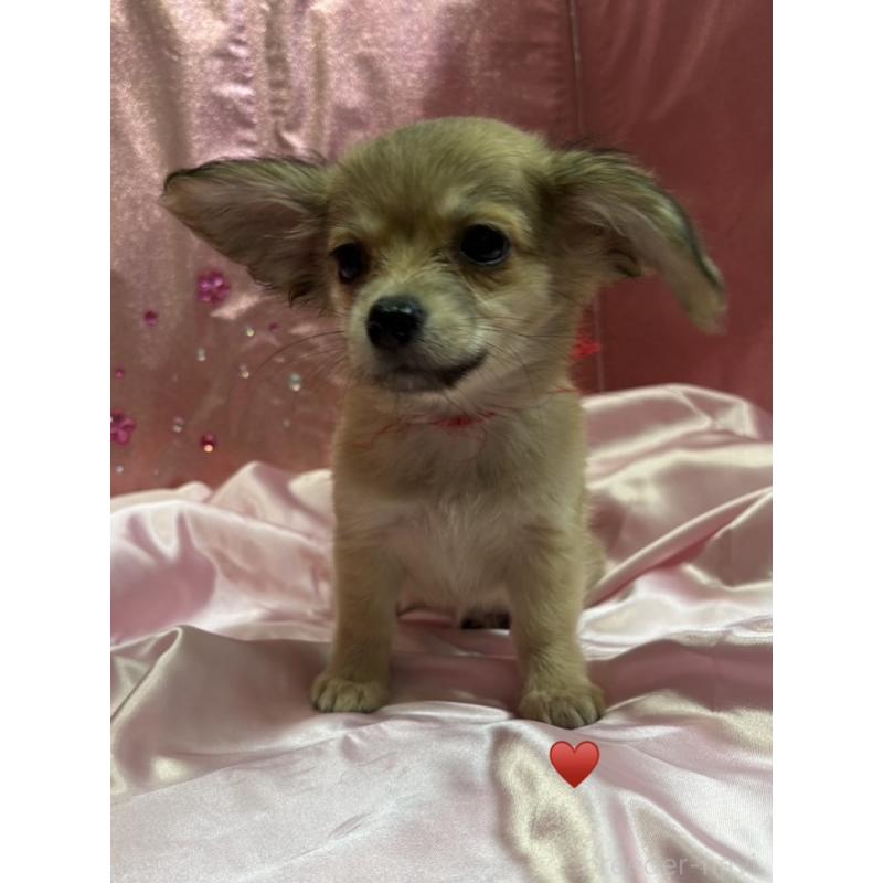 成約済の愛知県のチワックス:チワワ×ミニチュアダックスフンド-430158の6枚目