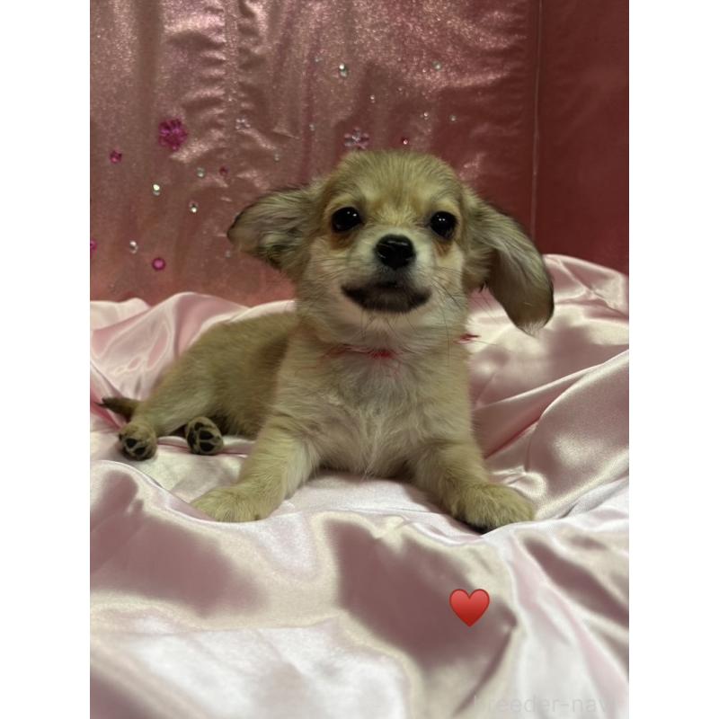 成約済の愛知県のチワックス:チワワ×ミニチュアダックスフンド-430158の5枚目