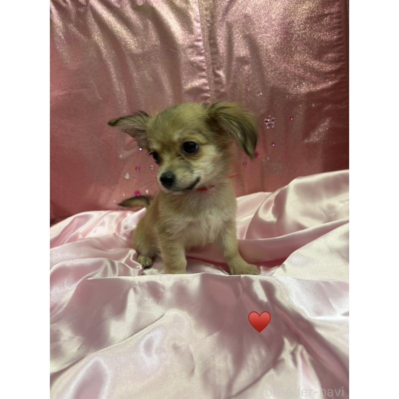 成約済の愛知県のチワックス:チワワ×ミニチュアダックスフンド-430158の4枚目