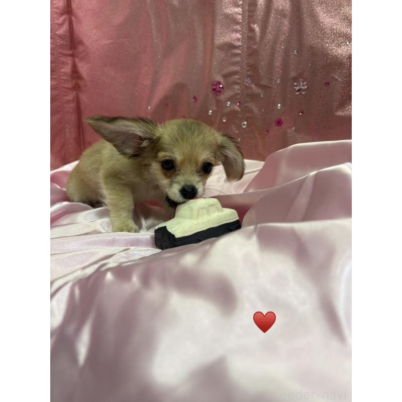 成約済の愛知県のチワックス:チワワ×ミニチュアダックスフンド-430158の3枚目