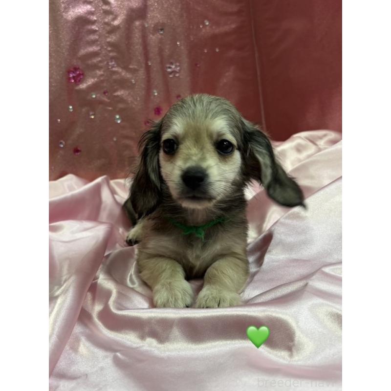 成約済の愛知県のチワックス:チワワ×ミニチュアダックスフンド-430979の4枚目