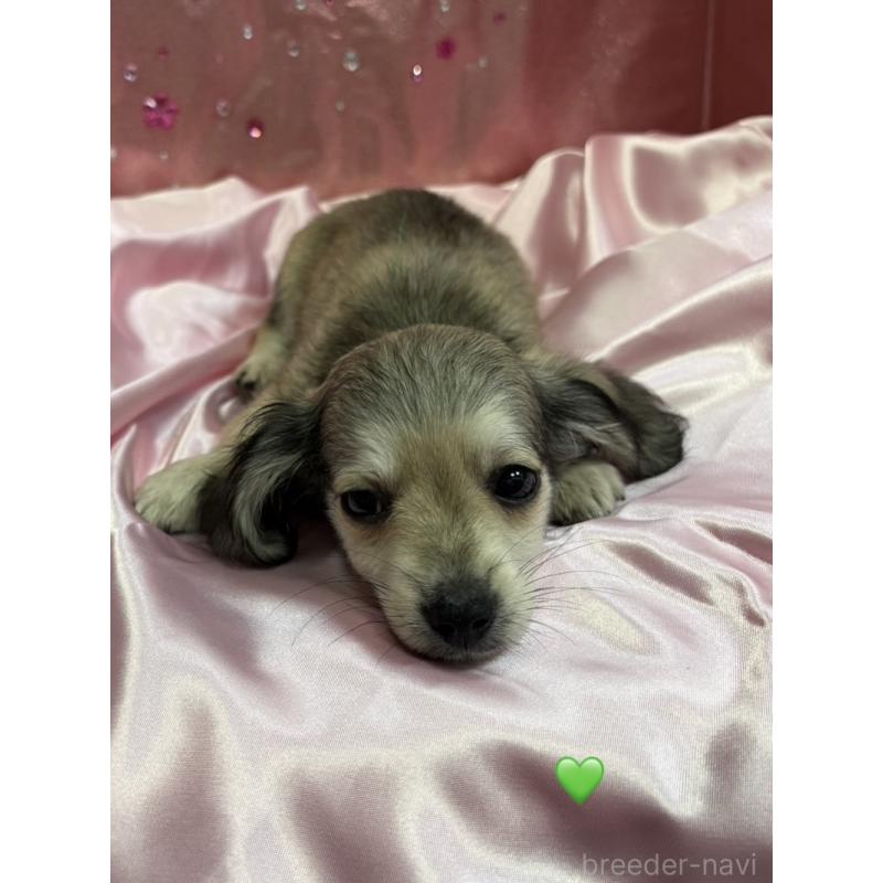 成約済の愛知県のチワックス:チワワ×ミニチュアダックスフンド-430979の3枚目