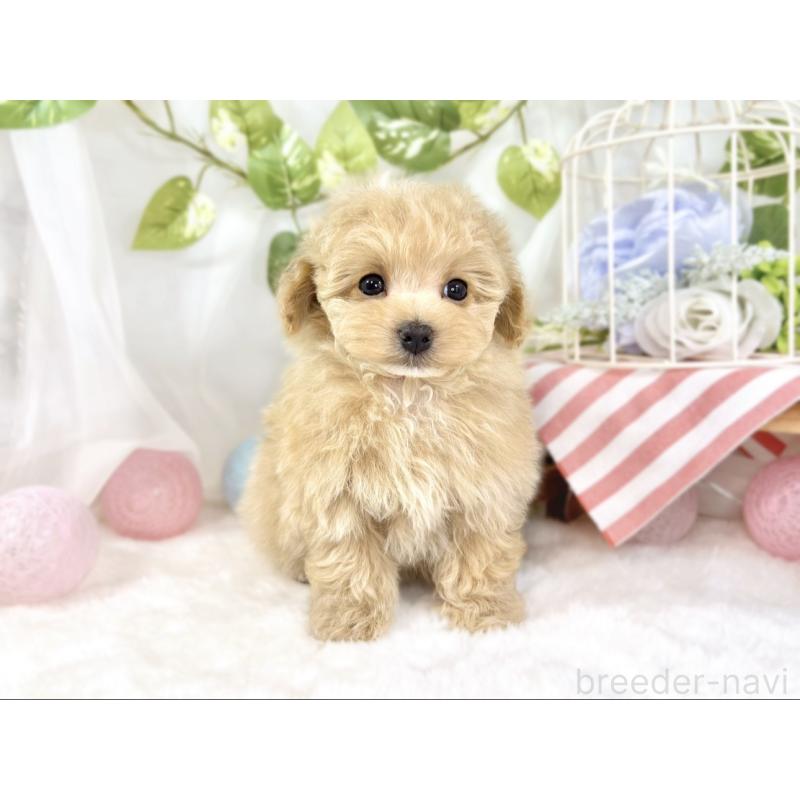 成約済の滋賀県のマルプー:マルチーズ×トイプードル-441154の4枚目