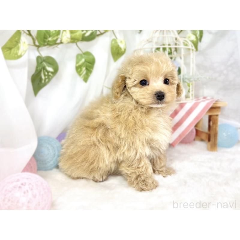 成約済の滋賀県のマルプー:マルチーズ×トイプードル-441154の2枚目