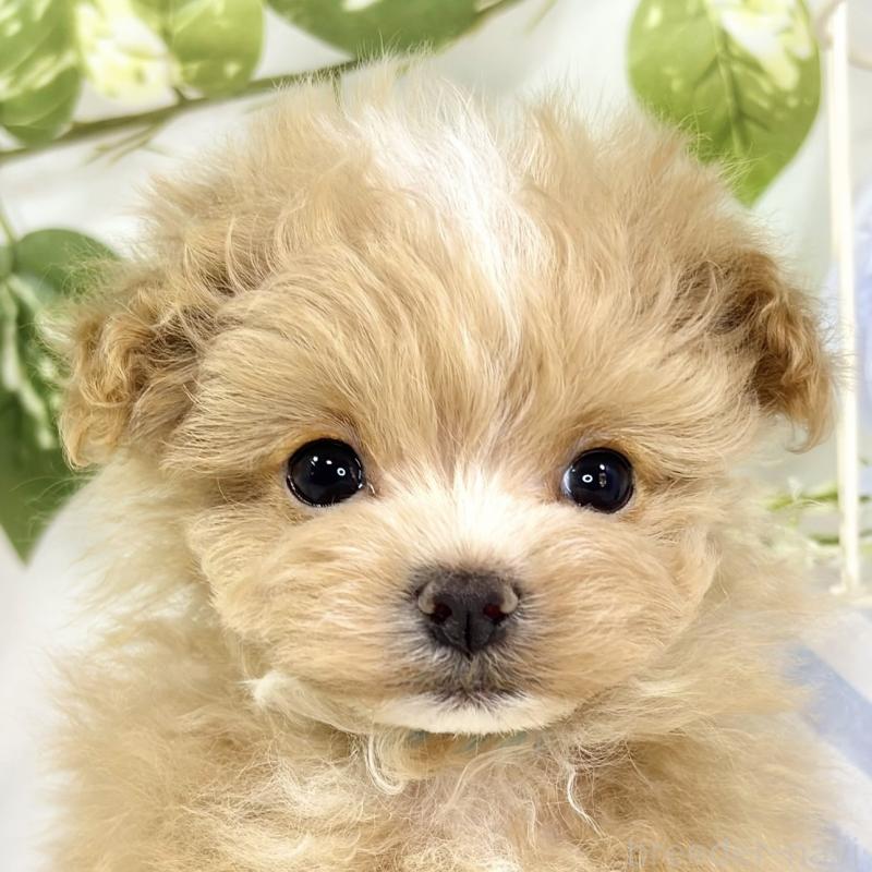 ♂︎マルプー:マルチーズ×トイプードル