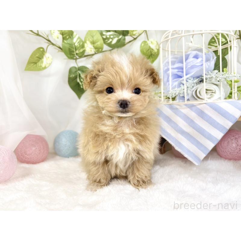 成約済の滋賀県のマルプー:マルチーズ×トイプードル-441156の4枚目