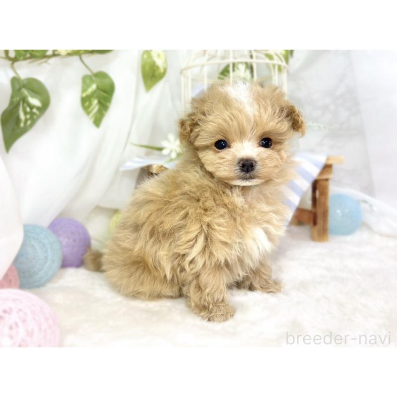 成約済の滋賀県のマルプー:マルチーズ×トイプードル-441156の3枚目