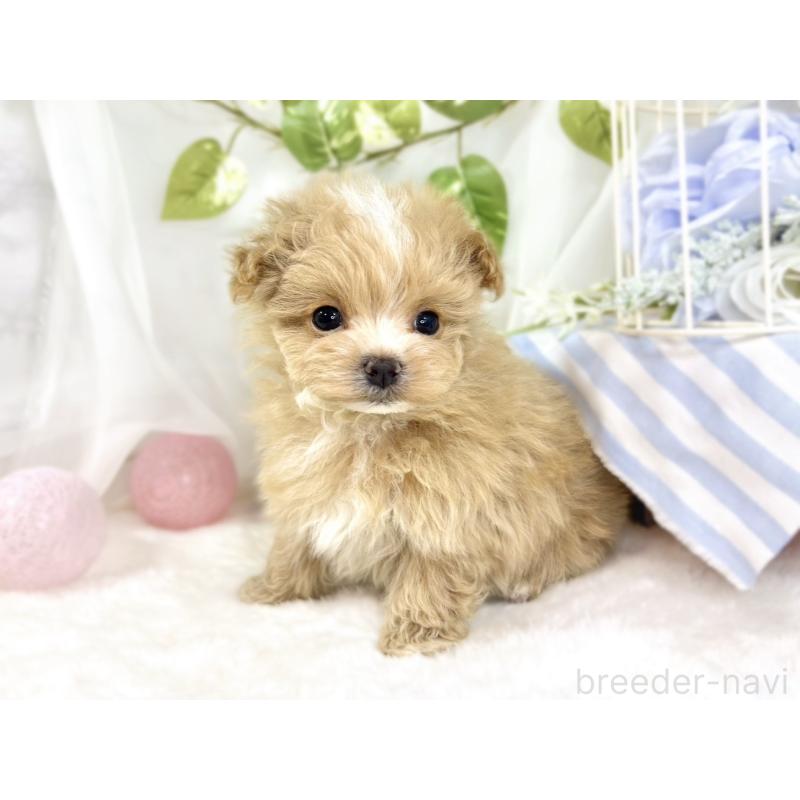 成約済の滋賀県のマルプー:マルチーズ×トイプードル-441156の2枚目