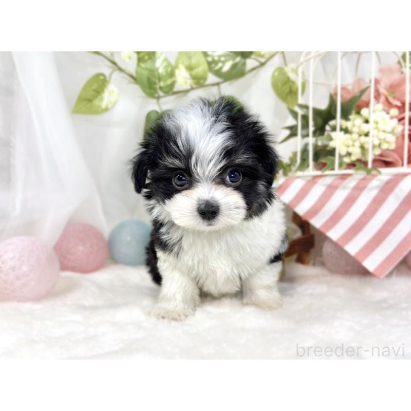 成約済の滋賀県のチワマル:チワワ×マルチーズ-441159の4枚目