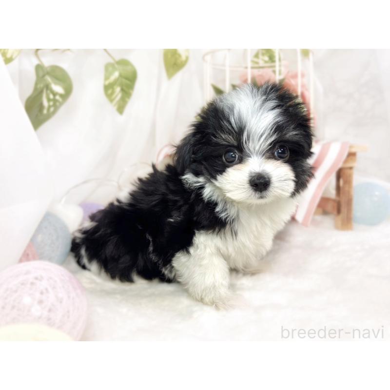 成約済の滋賀県のチワマル:チワワ×マルチーズ-441159の3枚目