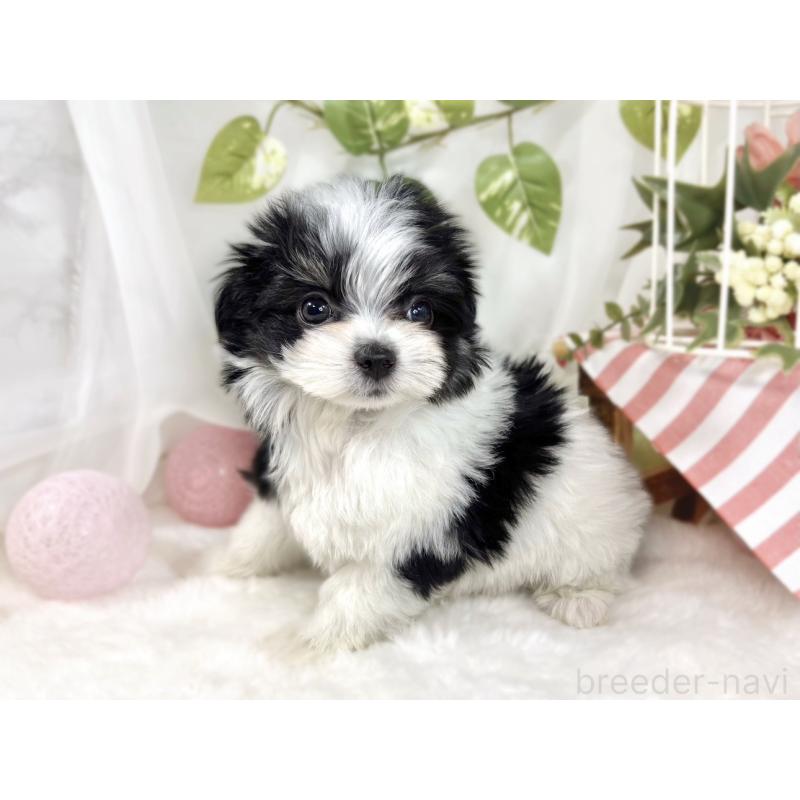 成約済の滋賀県のチワマル:チワワ×マルチーズ-441159の2枚目